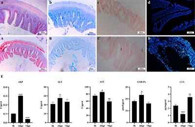 Multi-omics analysis of miRNA-mediated intestinal microflora changes in crucian carp Carassius auratus infected with Rahnella aquatilis